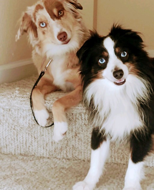 Addie & Ruger